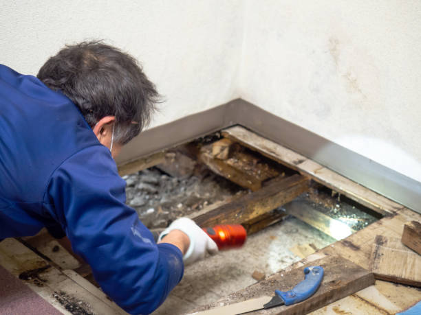 Certified Mold Removal in Victor, ID