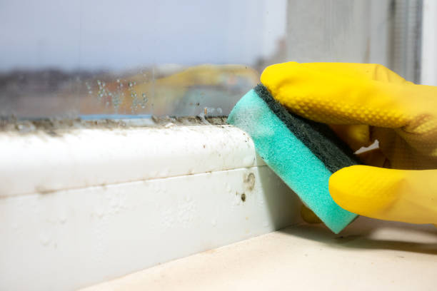 Best Mold Remediation  in Victor, ID