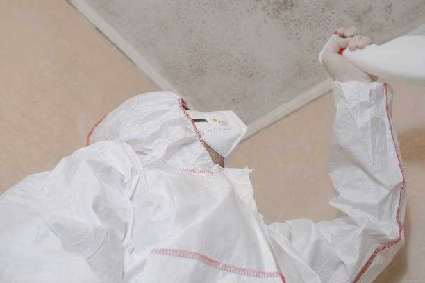 Best Fast Mold Removal  in Victor, ID