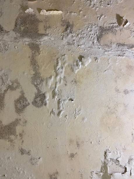 Best Residential Mold Removal  in Victor, ID