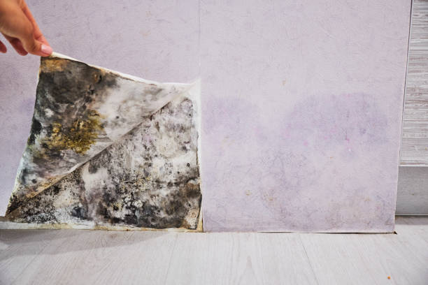 Mold Testing and Removal in Victor, ID